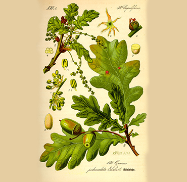 Храст Лужњак